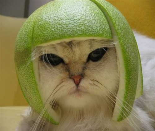 funny-cat-green-avacado.thumb.jpg.6e648e112126f732ab9c9fb66d709c4f.jpg