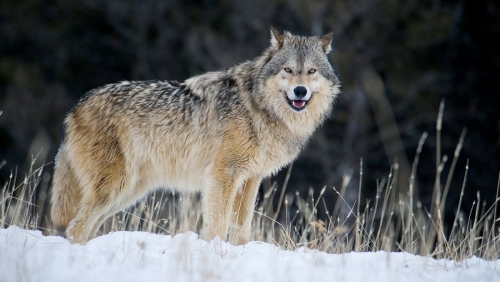 https___cdn_cnn.com_cnnnext_dam_assets_220212131048-gray-wolves-endangered-species-list.thumb.jpg.1f4b981244a19ab30fc90bd00ce10c7d.jpg