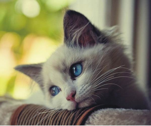 image.thumb.png.f85d3e2fea12d736716cad93d4e464f4.png