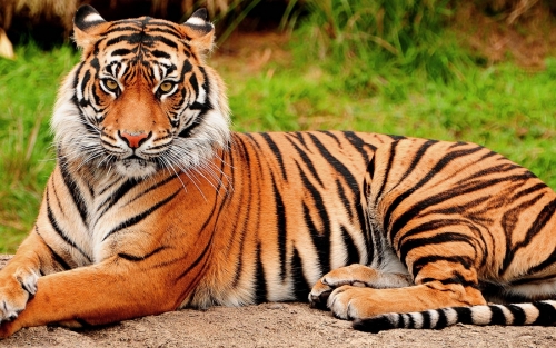 tiger.thumb.jpeg.c84efc374e43408b42c8b9b835457aa8.jpeg
