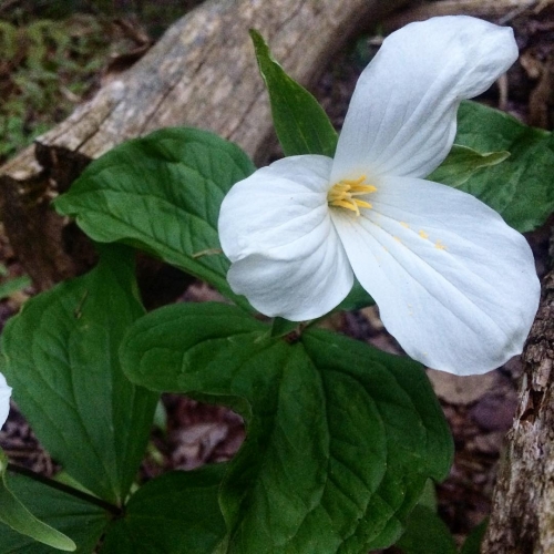 trillium.jpg