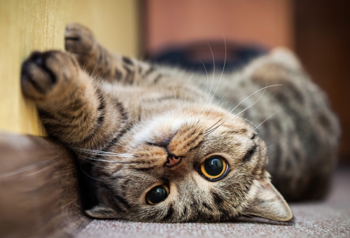happy cat.jpg
