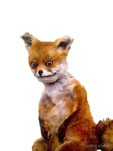 Funniest-Fox-Meme.thumb.jpeg.0ddcbe72f2d29a03e096a1181e52c0ce.jpeg