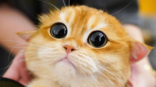 image.thumb.png.0b7dbdb3fb952191f8bf3712a177e46c.png