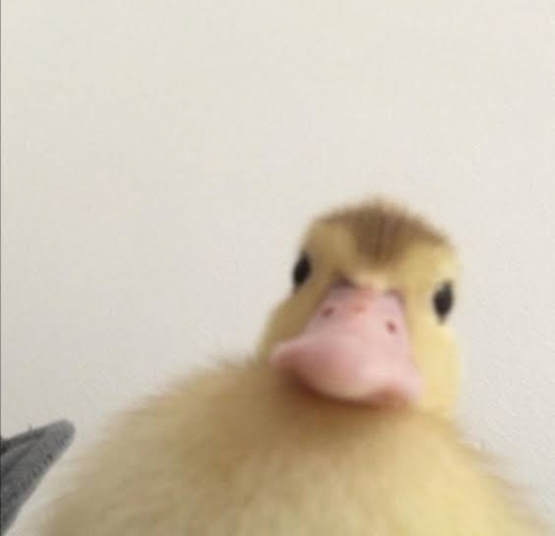 1.thumb.jpeg.feff504efcb7d49a28ce2ce6bd7802d8.jpeg