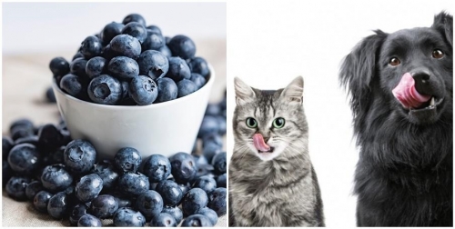 Blueberries Cat Dog.jpg
