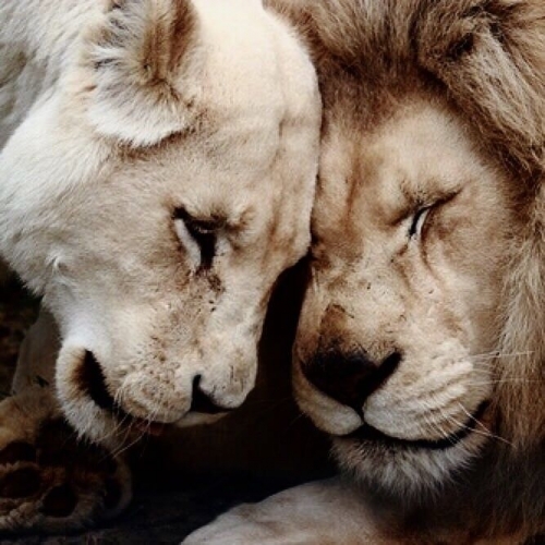 beige animals.jpg