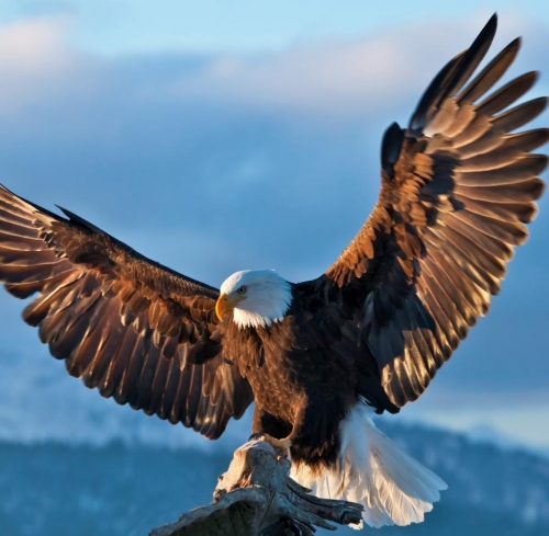 Bald-Eagle-spreading-wings.jpg