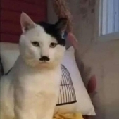 Mitegato