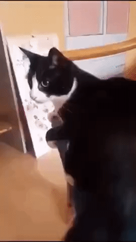 Katt.gif.8ceb51cbb711d1c209364c6019fbdbf4.gif