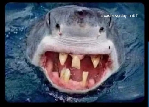 Shark-spotted-off-the-coast-of-England.jpg