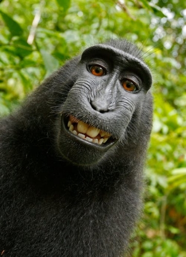 ape.jpeg