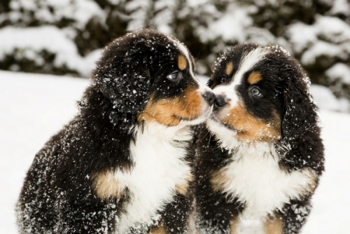 bmd_cute_puppies.thumb.jpg.077b1446f90422060374c05f58f6b638.jpg