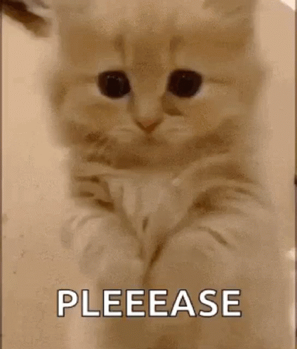 cat-please.gif.23191354e3dec634a5f92e36305a6ab6.gif