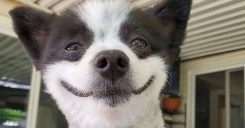 chien.webp