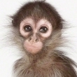 amonkey