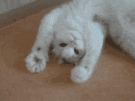 image.png.271f88befd17da977da7ef468b57d02d.png