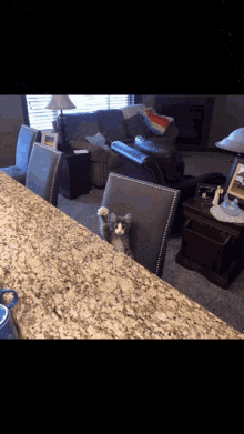 pussy-cat-cute.gif.adea4e0365148a1d06d5b73892058e27.gif