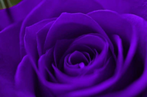 roxo.thumb.jpg.ce71f2dd010ecad06a0fc3626147ddcb.jpg