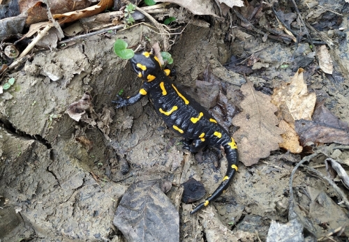 Salamandra salamandra.jpg