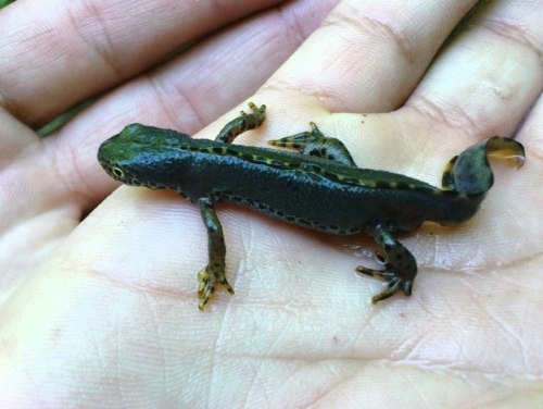 Ichthyosaura alpestris.jpg