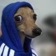 MiilkShayk