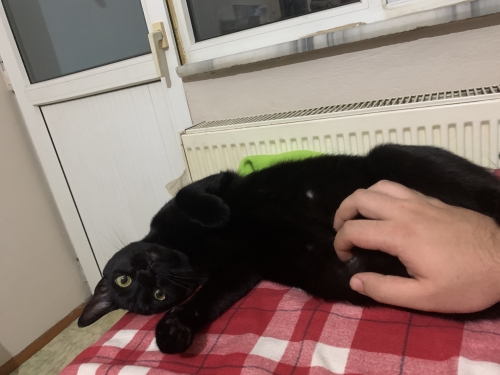IMG_3541.jpeg
