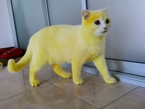 This-cat-looked-like-Pikachu-after-its-owner-passed-turmeric-in-a-skin-treatment-5f44beb337add__880.thumb.jpg.2074e35180a6c9b14ad696bbb9543c33.jpg