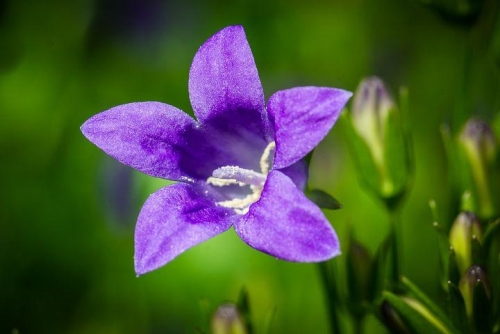 bluebell.thumb.jpg.33ac7cef4b440977fe2f21d55f70dc66.jpg