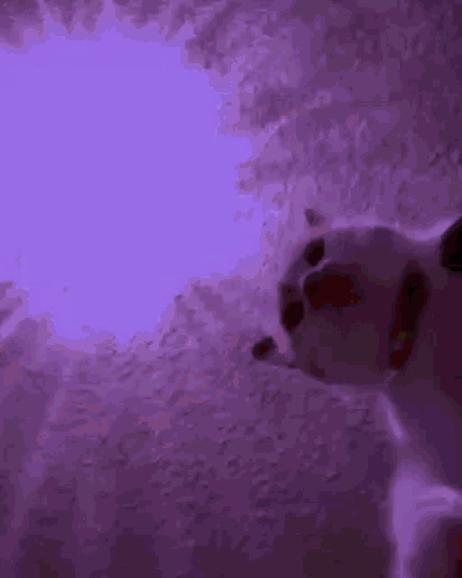 cats-rave.gif