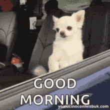 good-morning.gif.0bfc9800d6cba106b01e25dd4d8a54a8.gif