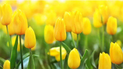 image.thumb.png.22bfae60d5c506614357a01a397af427.png