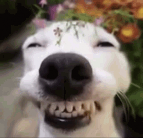 image.thumb.png.90b6fcf4223cf2afa2dff6cd0ee2300e.png