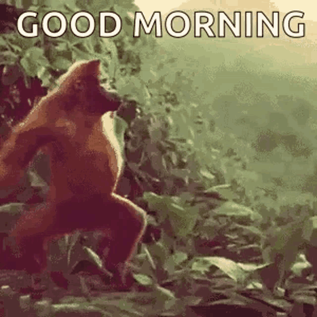 monkey-ape.thumb.gif.43a600b6417c275dbb1d3149410402ab.gif