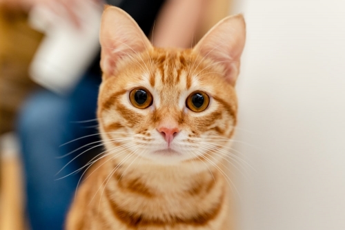 oj kitty.jpeg