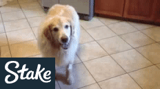 439190876_ezgif.com-gif-maker(94).gif.09b610090a7b906af4b54f931a0f74d6.gif