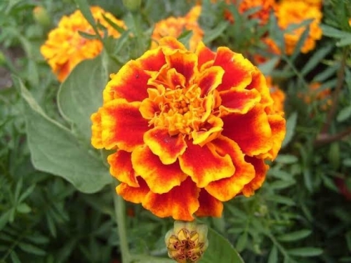 786715561_images(2).thumb.jpeg.43f1eca02aa84d9a734cf5c2b0040d89.jpeg