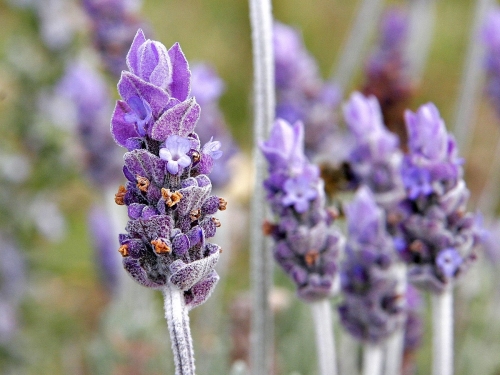Single_lavender_flower02.jpg