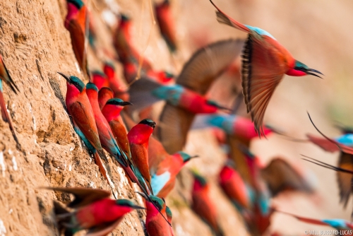 WBL-South-Luangwa-Carmine-Bee-eaters-120913172137.thumb.jpg.22c06868a24787cff1b50d081c17b10c.jpg