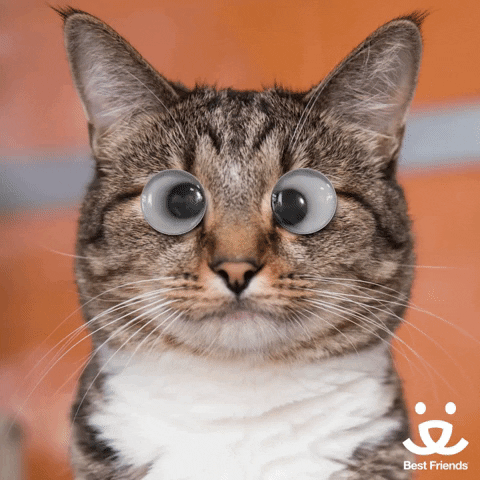 giphy.gif.8af1bea04abb4a1f57f4e481ee3cc348.gif