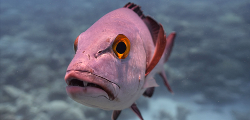 image.thumb.png.54e95ad3359c1d66aedfe9c55b92e9d9.png
