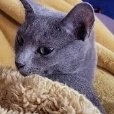 Fpjbb12