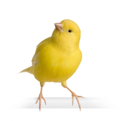 istockphoto-93215082-612x612.jpg