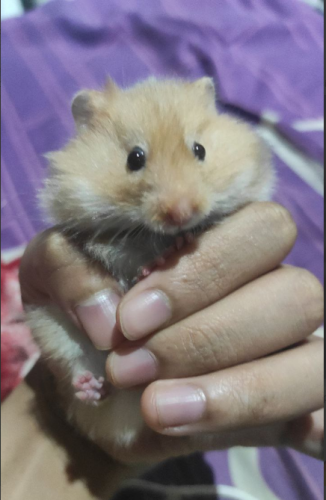kepin.png