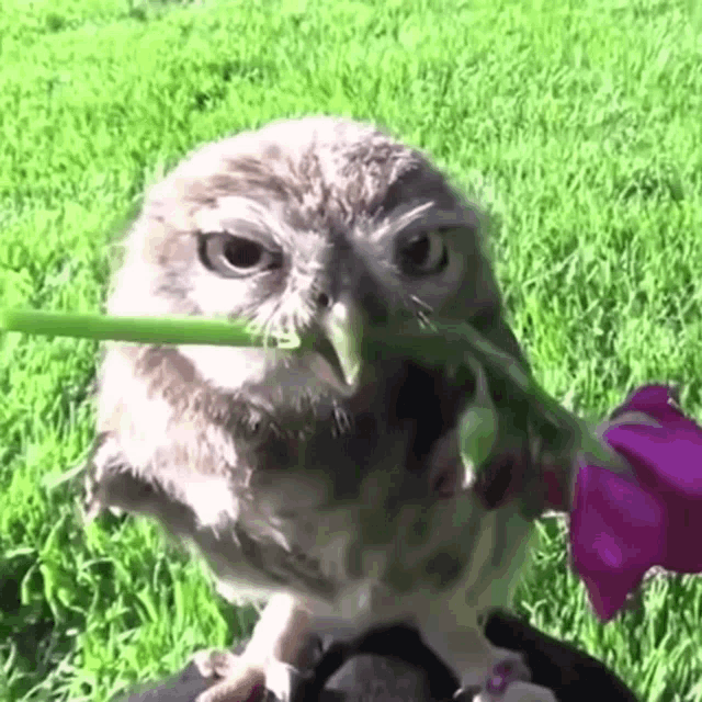 owl-owl-flowers.thumb.gif.de33ca903e863e18e688331384784a4a.gif