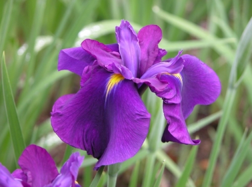 purple.jpg