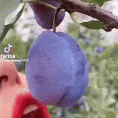 thanos-plum-wolf-game-plum.gif.f49b3f2087ec977dc088707b5e12c6fc.gif