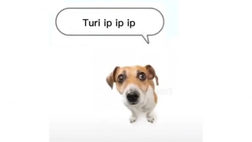 turiipip.webp