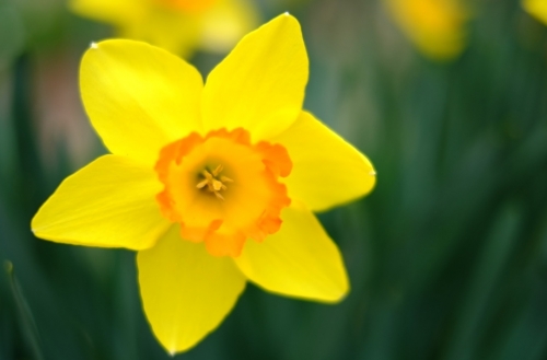 yellow.jpg