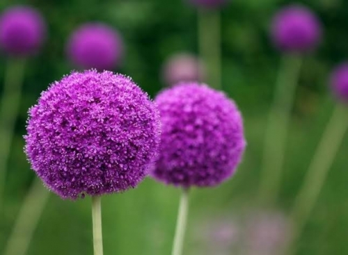 1571217934_images(3).thumb.jpeg.71ac462a8f5bdc0dc6f72ffbd6107c8d.jpeg